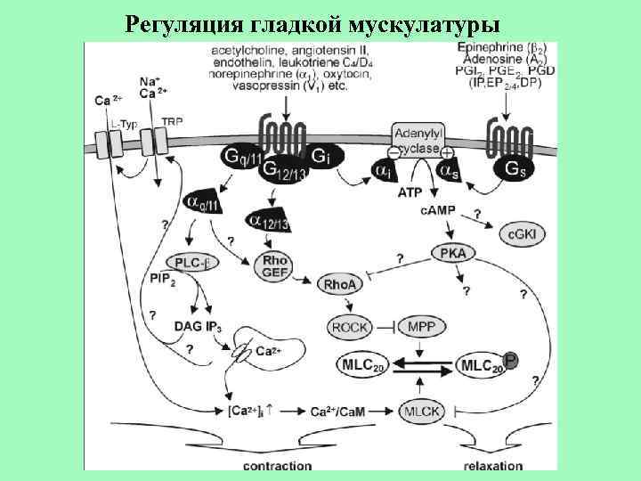 Регуляция гладкой мускулатуры 