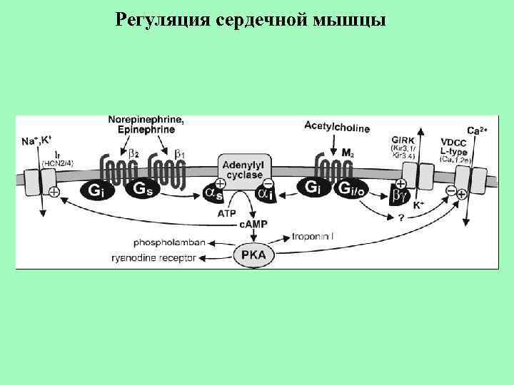 Регуляция сердечной мышцы 