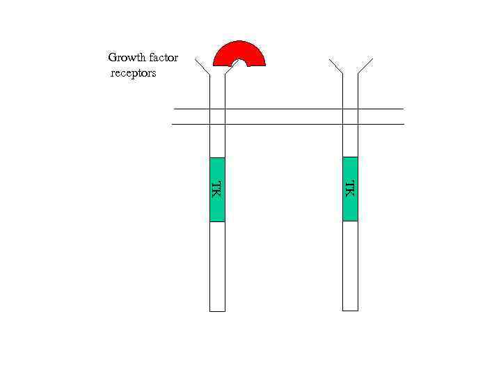 Growth factor receptors TK TK 
