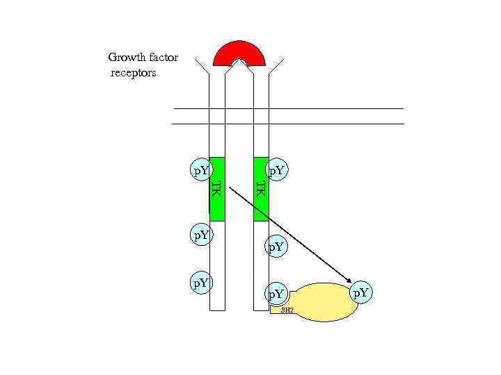 Growth factor receptors p. Y TK TK p. Y SH 2 p. Y 