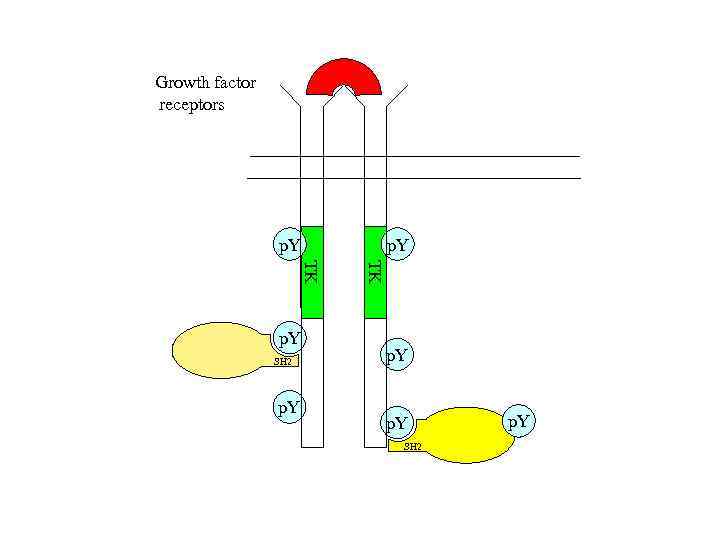 Growth factor receptors p. Y SH 2 p. Y TK TK p. Y SH