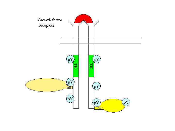 Growth factor receptors p. Y SH 2 p. Y TK TK p. Y SH