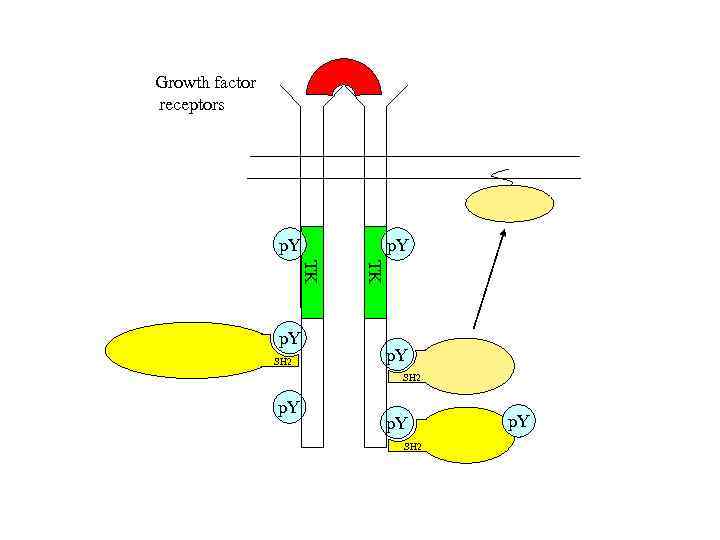 Growth factor receptors p. Y SH 2 TK TK p. Y SH 2 p.
