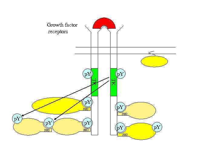 Growth factor receptors p. Y SH 2 TK TK p. Y SH 2 p.