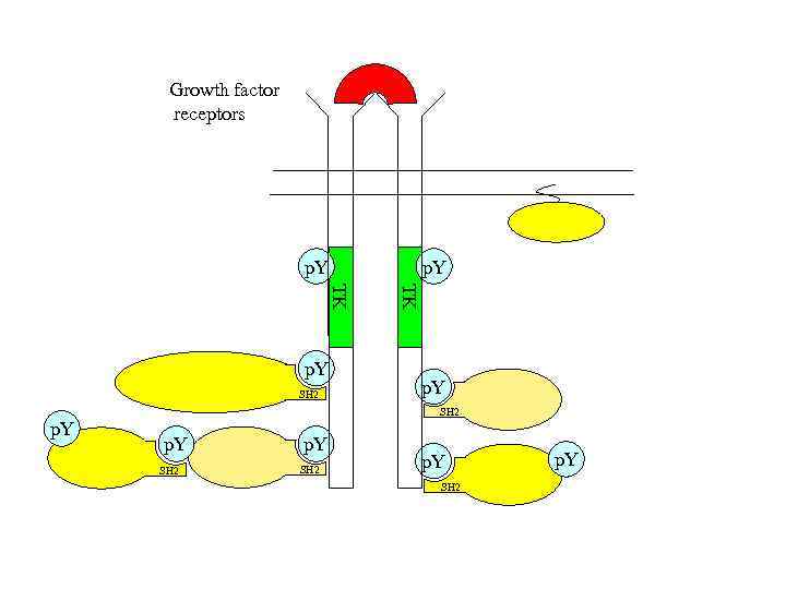 Growth factor receptors p. Y SH 2 TK TK p. Y SH 2 p.