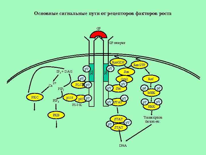 Основные сигнальные пути от рецепторов факторов роста GF GF receptor Ras. GDP TK TK