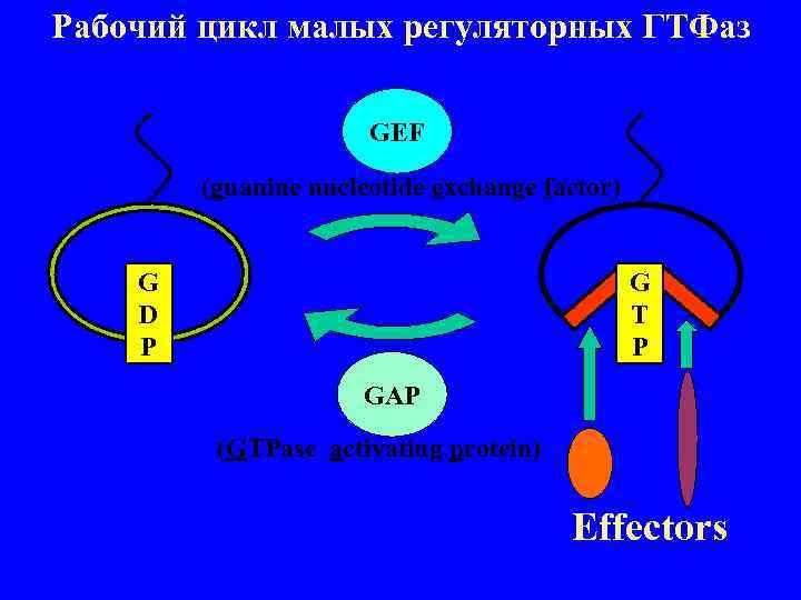 Рабочий цикл малых регуляторных ГТФаз GEF (guanine nucleotide exchange factor) G D P G