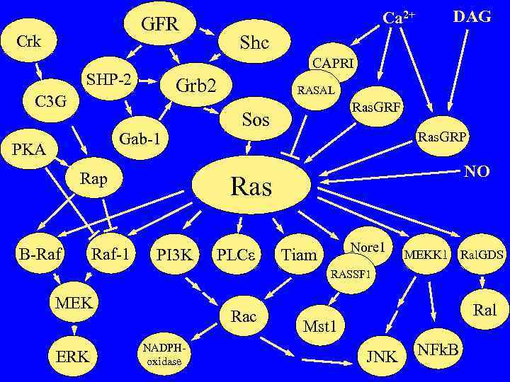 GFR Crk Gab-1 Rap Raf-1 Shc Grb 2 C 3 G B-Raf DAG CAPRI