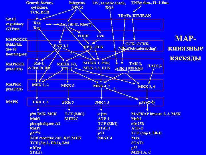 Growth factors, cytokines, TCR, BCR Small regulatory GTPase Ras, Rap Integrins, GPCR TNFa-fam. ,