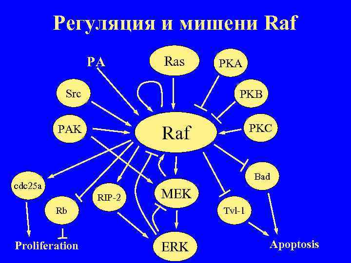 Регуляция и мишени Raf PA Ras Src PKA PKB PKC Raf PAK Bad cdc
