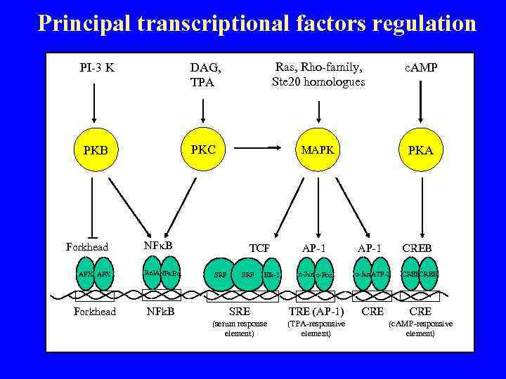 Principal transcriptional factors regulation PI-3 K DAG, TPA Ras, Rho-family, Ste 20 homologues c.