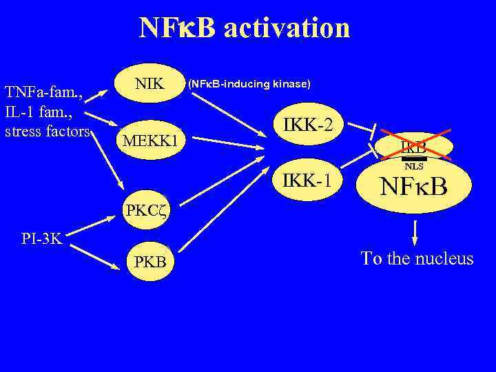 NFk. B activation TNFa-fam. , IL-1 fam. , stress factors NIK MEKK 1 (NFk.