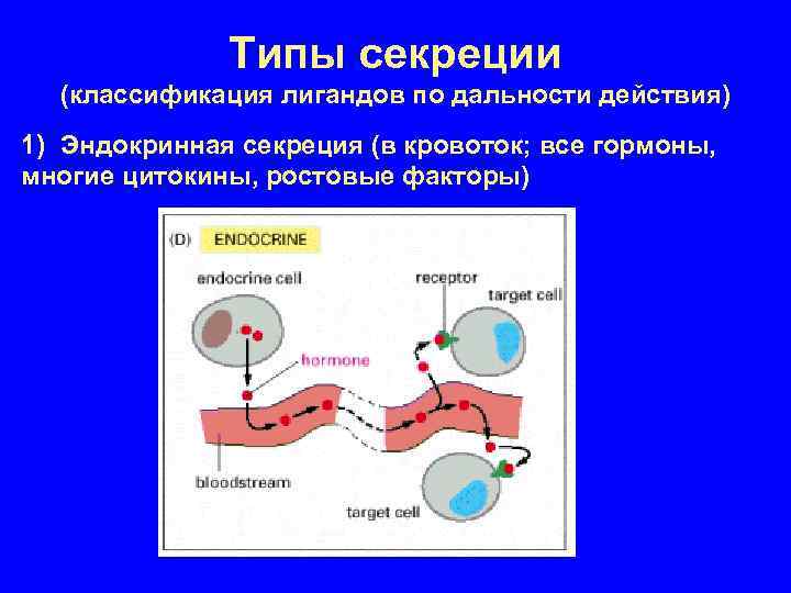 3 типа секреции