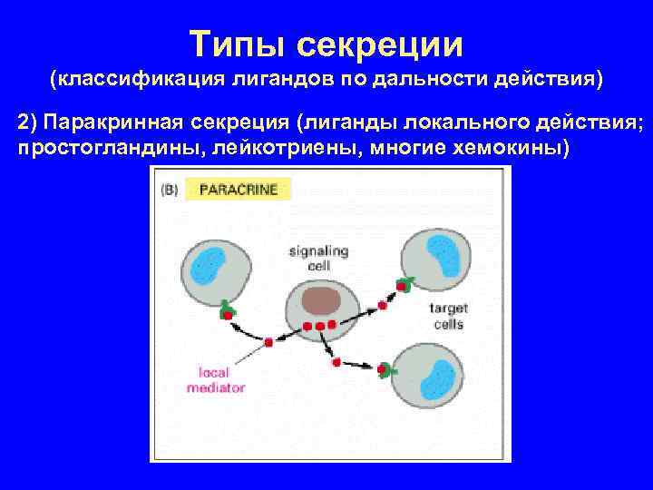 Типы секреции (классификация лигандов по дальности действия) 2) Паракринная секреция (лиганды локального действия; простогландины,