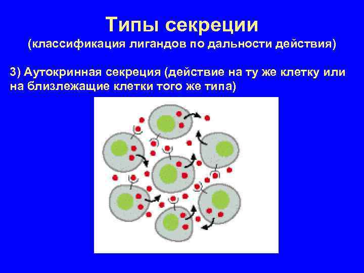 Типы секреции (классификация лигандов по дальности действия) 3) Аутокринная секреция (действие на ту же