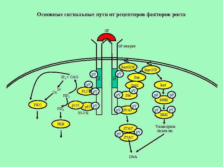 Путь рецептора. Сигнальный путь ras p90rsk. Внутриклеточные сигнальные пути. Сигнальный путь рецептора андрогена. Сигнальный путь ip3-ca2+ связанный с липолизом.