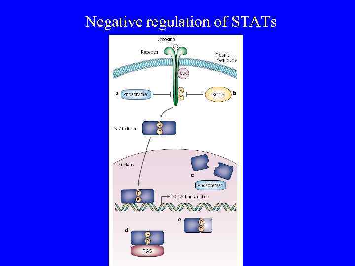 Negative regulation of STATs 