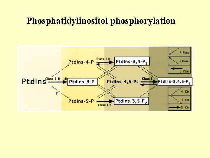 Phosphatidylinositol phosphorylation 