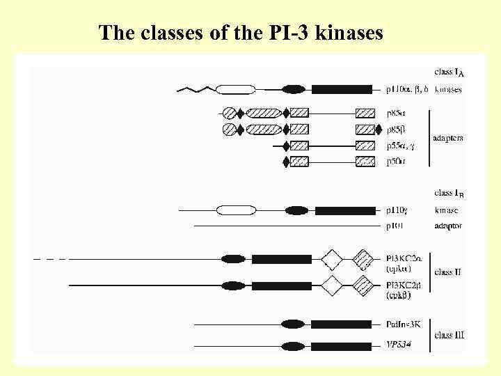 The classes of the PI-3 kinases 