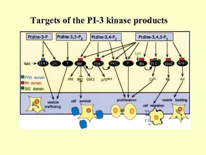 Targets of the PI-3 kinase products 