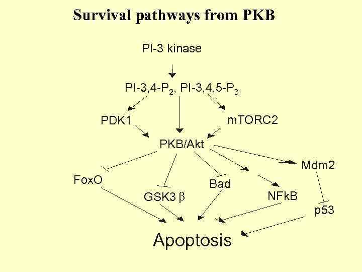 Survival pathways from PKB PI-3 kinase PI-3, 4 -P 2, PI-3, 4, 5 -P