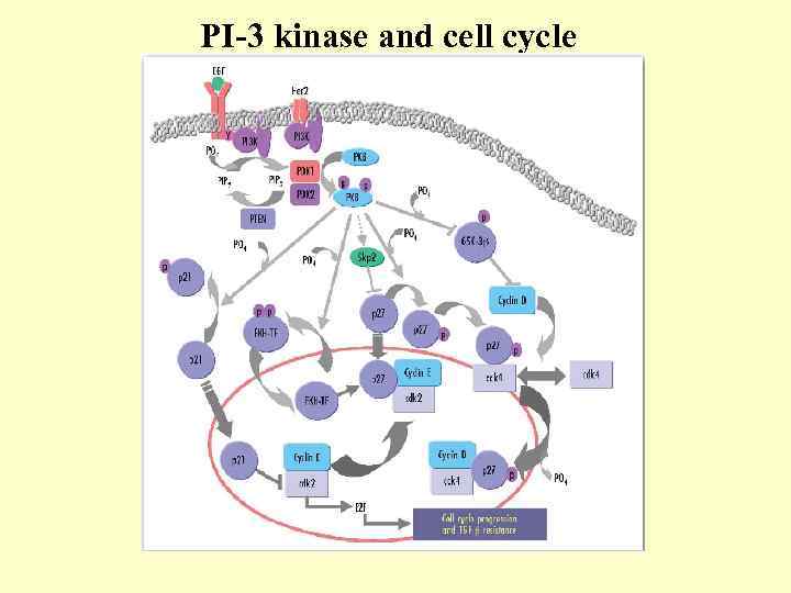 PI-3 kinase and cell cycle 