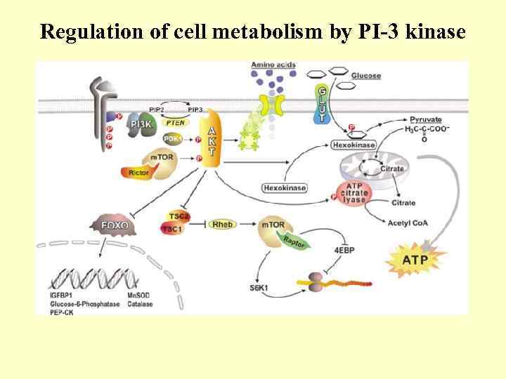 Regulation of cell metabolism by PI-3 kinase 