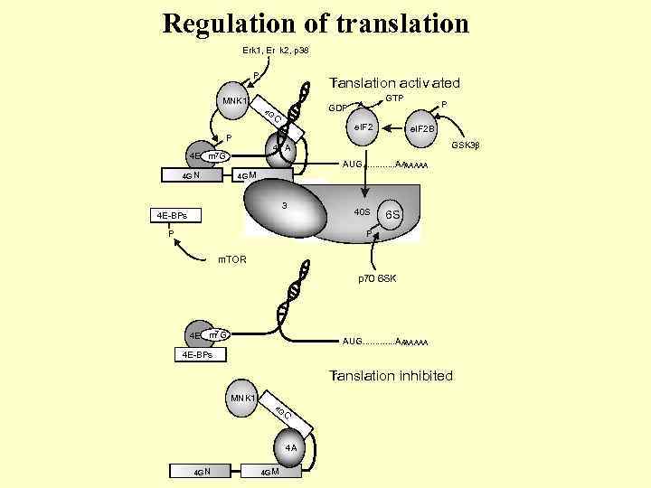 Regulation of translation Erk 1, Er k 2, p 38 P T ranslation activ