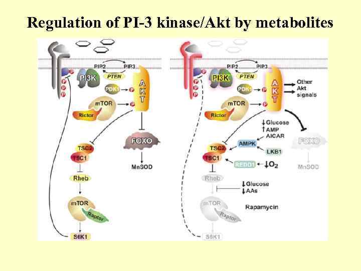 Regulation of PI-3 kinase/Akt by metabolites 