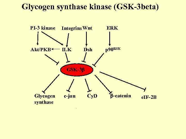Glycogen synthase kinase (GSK-3 beta) PI-3 kinase Integrins Wnt ERK Akt/PKB ILK p 90