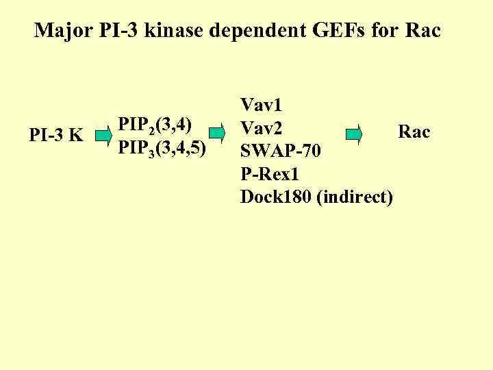 Major PI-3 kinase dependent GEFs for Rac PI-3 K PIP 2(3, 4) PIP 3(3,
