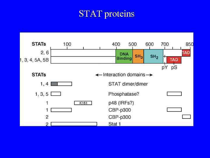 STAT proteins 