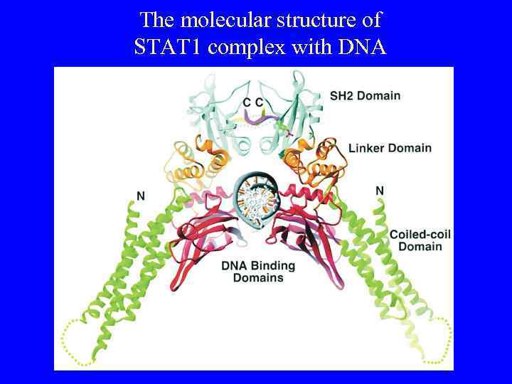 The molecular structure of STAT 1 complex with DNA 