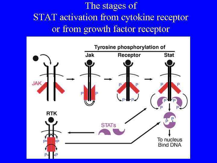 The stages of STAT activation from cytokine receptor or from growth factor receptor 
