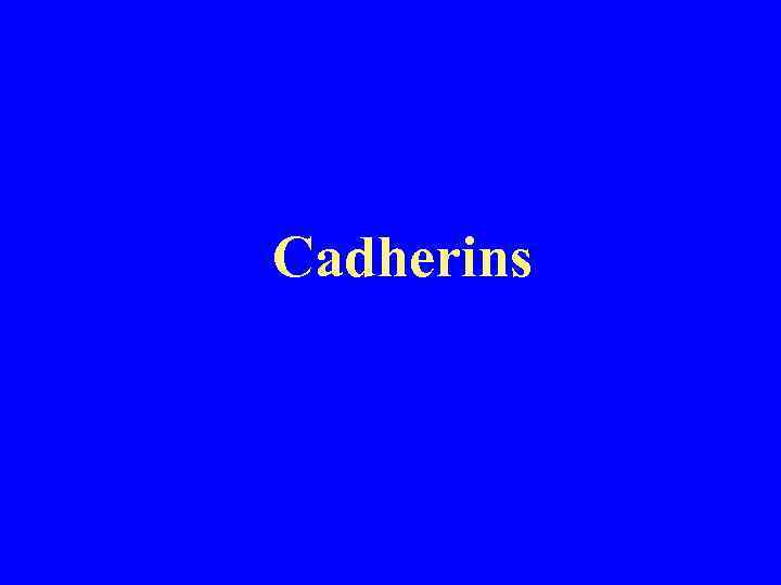 Cadherins 