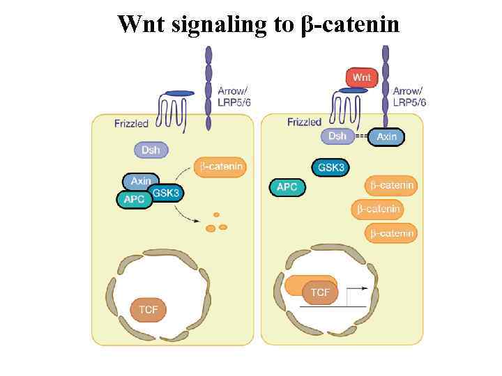 Wnt signaling to β-catenin 