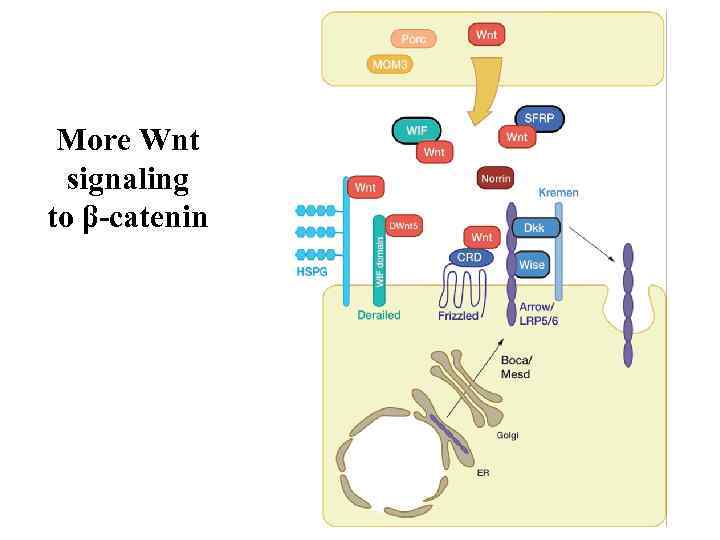More Wnt signaling to β-catenin 