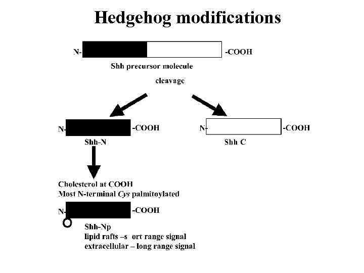 Hedgehog modifications 
