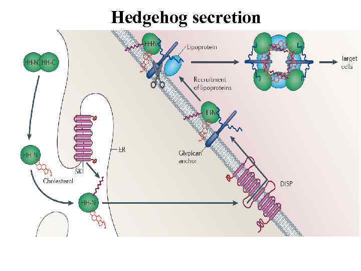 Hedgehog secretion 