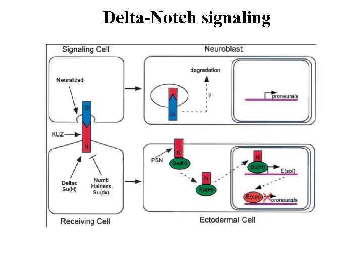Delta-Notch signaling 