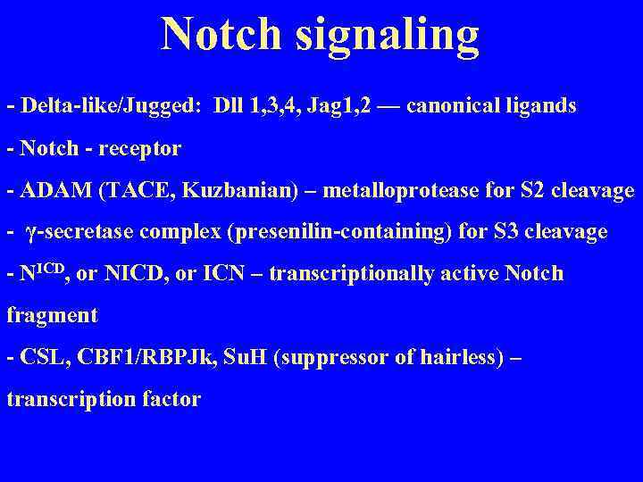 Notch signaling - Delta-like/Jugged: Dll 1, 3, 4, Jag 1, 2 — canonical ligands