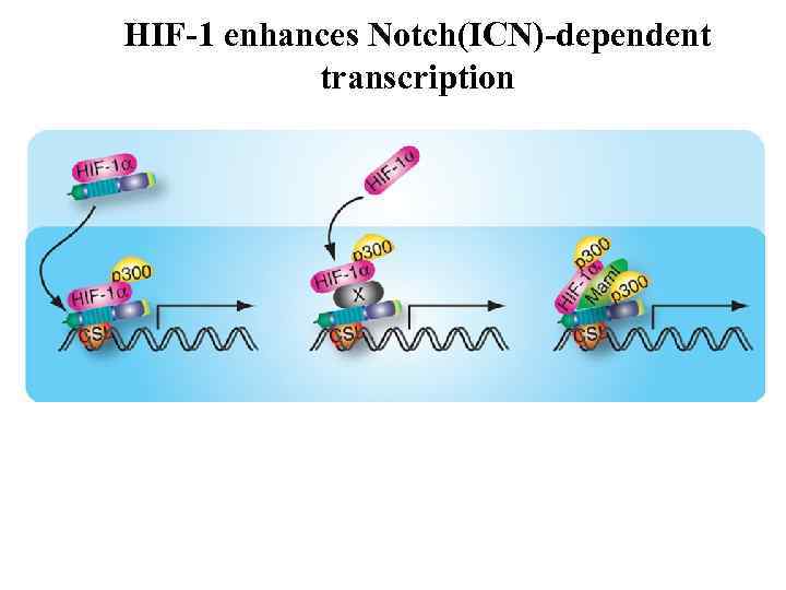 HIF-1 enhances Notch(ICN)-dependent transcription 
