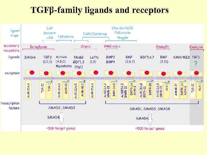 TGFβ-family ligands and receptors 