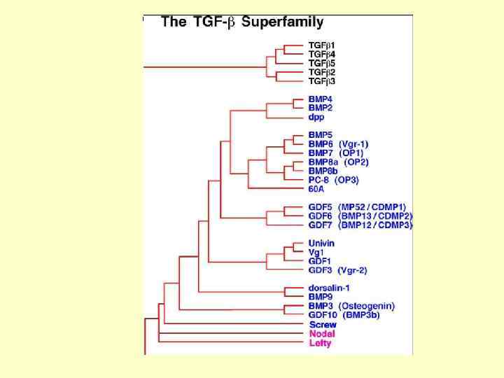TGFβ-family ligands 