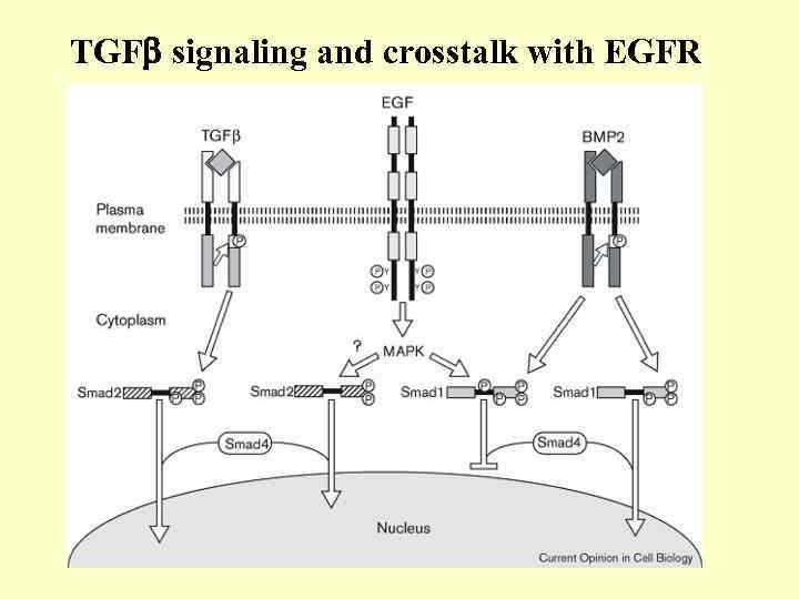 TGF signaling and crosstalk with EGFR 