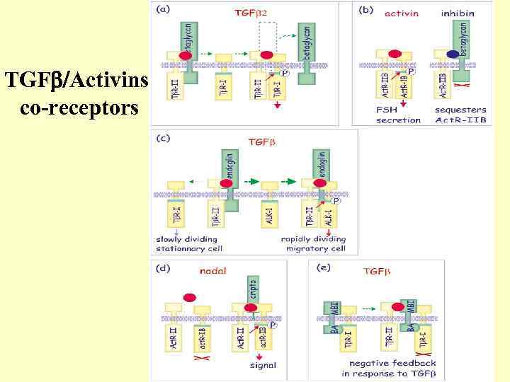 TGF Activins co-receptors 