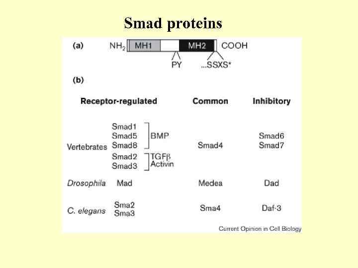 Smad proteins 
