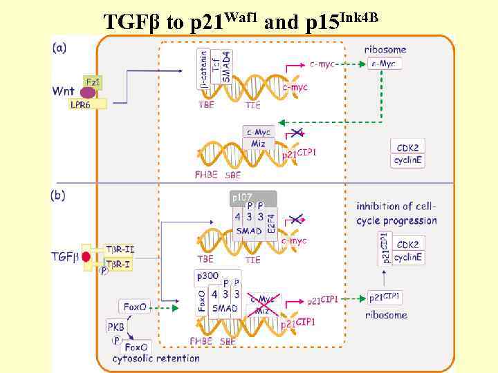 TGFβ to p 21 Waf 1 and p 15 Ink 4 B 