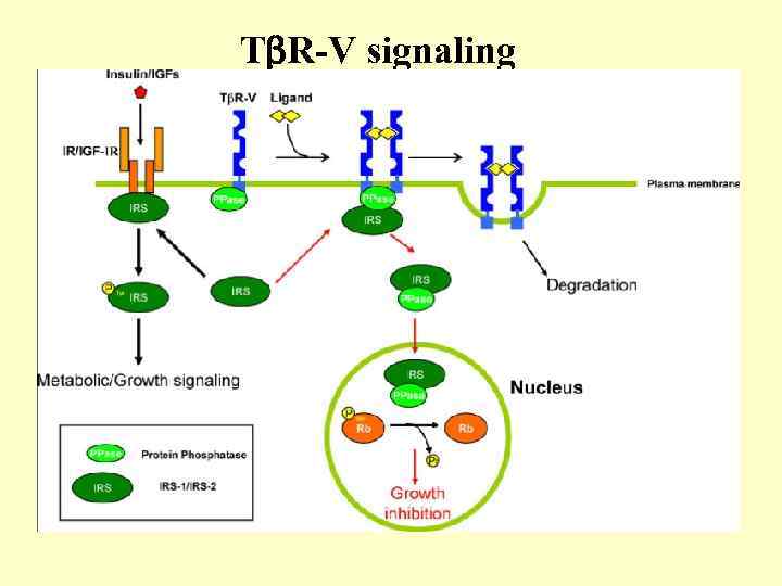 T R-V signaling 