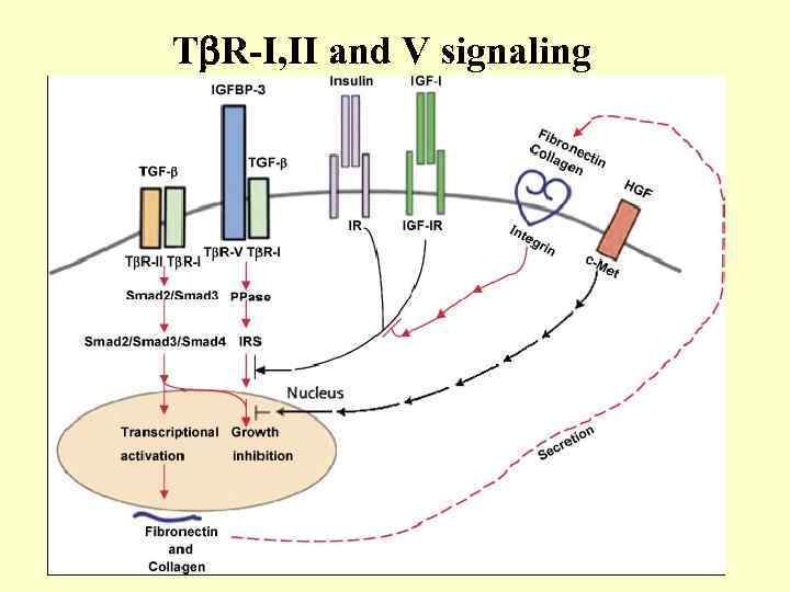 T R-I, II and V signaling 